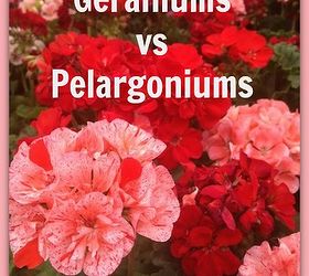 geraniums vs pelargoniums, flowers, gardening