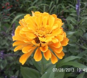 just some of the flowers in our yard, flowers, gardening, Zinnia