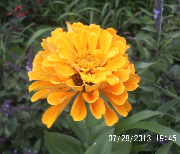 just some of the flowers in our yard, flowers, gardening, Zinnia