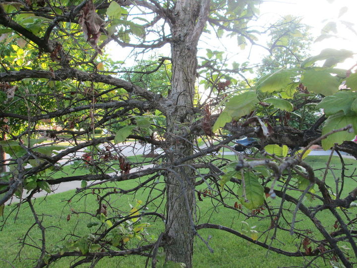 q what is wrong with our oak tree, gardening, landscape