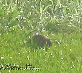 strawberry patch and wild critter, gardening, Fuzzy pic of critter Does anyone know what it is
