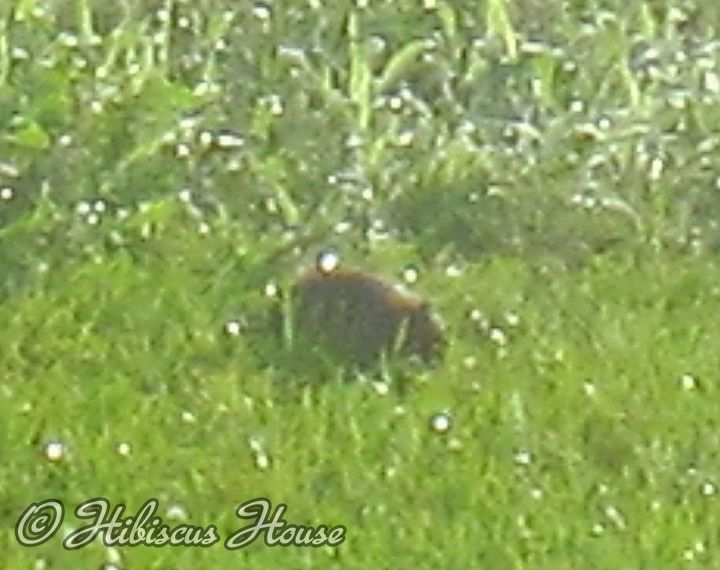 strawberry patch and wild critter, gardening, Fuzzy pic of critter Does anyone know what it is