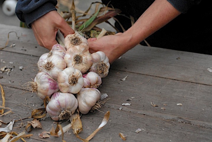 braiding garlic, gardening, When you have braided the last garlic bulb you will continue braiding the foilage as well