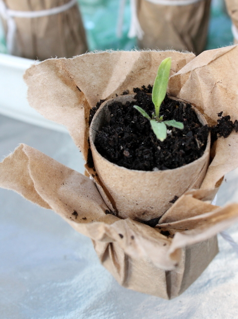 compostable brown paper seedling pots, gardening