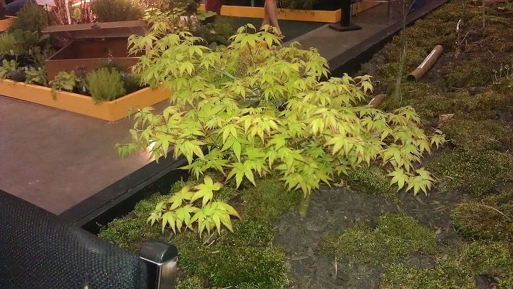 pics from 2013 southeastern flower show in atlanta, flowers, gardening, Japenese Maples They look like Bonsai they were so small