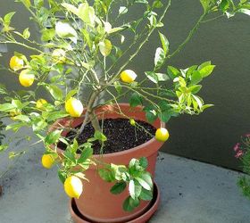 the 16 best healthy edible plants to grow indoors, gardening, A Greatist superfood lemons are packed with vitamin C and antioxidants which could help decrease heart disease risk reduce inflammation and fight some cancers