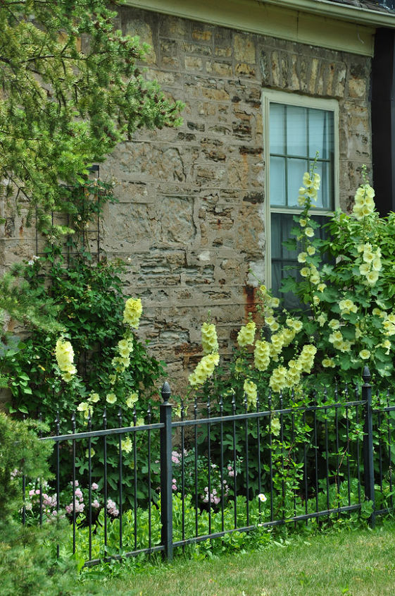 a rose covered cottage, container gardening, flowers, gardening, Pale yellow hollyhocks