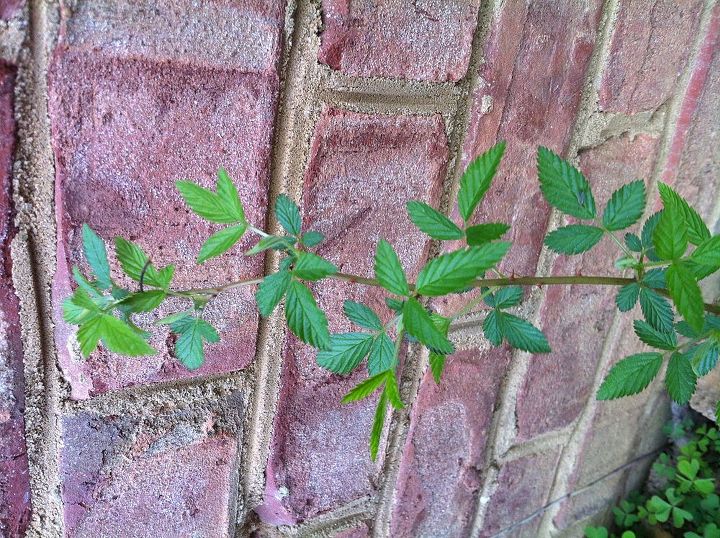 weed or plant, gardening, I also have a ton of these Based on the thorns I would say they are some kind of rose They are long like a vine
