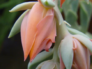 echeveria lovely and drought tolerant tender succulents, flowers, gardening, succulents, The foliage isn t the only appealing trait the flowers of many species and varieties are spectacular this is E runyonii Topsy Turvy