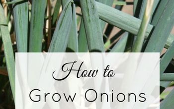 How to Grow Onions From Kitchen Scraps - in 3 Easy Steps!