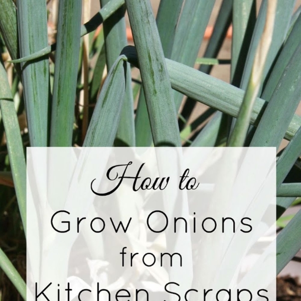 how to grow onions from kitchen scraps in 3 easy steps, gardening