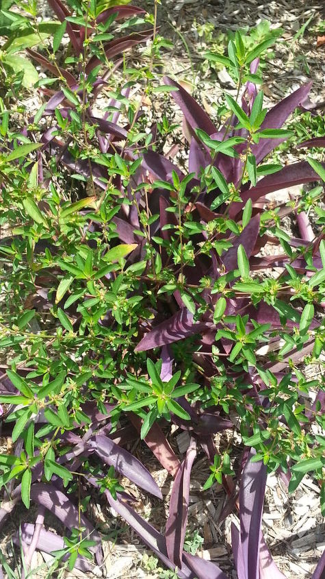 please help me identify these plants if you can, gardening, Is this a butterfly weed or Joe Pye weed