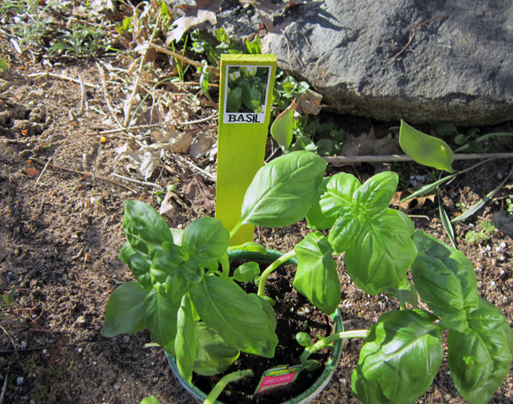 marcadores de plantas diy, Marcador de plantas hecho con calzas que pint y decoupaged fotos de verduras y hierbas en Luego las sell