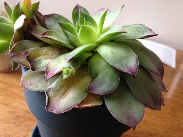 q succulent dying or growing, flowers, gardening, succulents