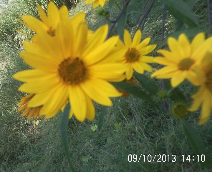 still have some pretty flowers in bloom and veggies in our garden, flowers, gardening, love yellow flowers