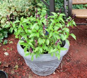 fragrant herbs to make your garden smell wonderful, gardening, Thai Basil in a pot w beautiful purple blooms