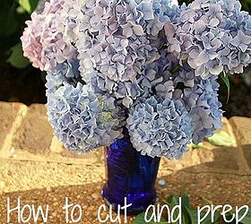 Cutting and Arranging Tips for Hydrangea Blooms Hometalk