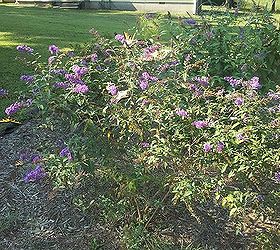 butterfly bushes bringing many butterflies, gardening, pets animals