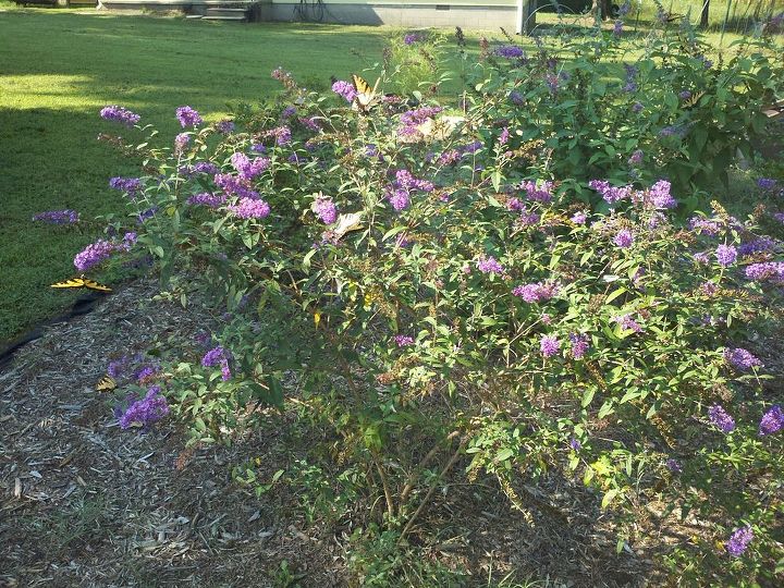 butterfly bushes bringing many butterflies, gardening, pets animals