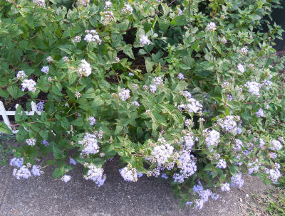 what is this plant called, flowers, gardening, This is the plant It is about 3 times this width now