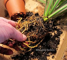 how to re pot your houseplants, gardening, Gently loosen roots so they don t grow around themselves