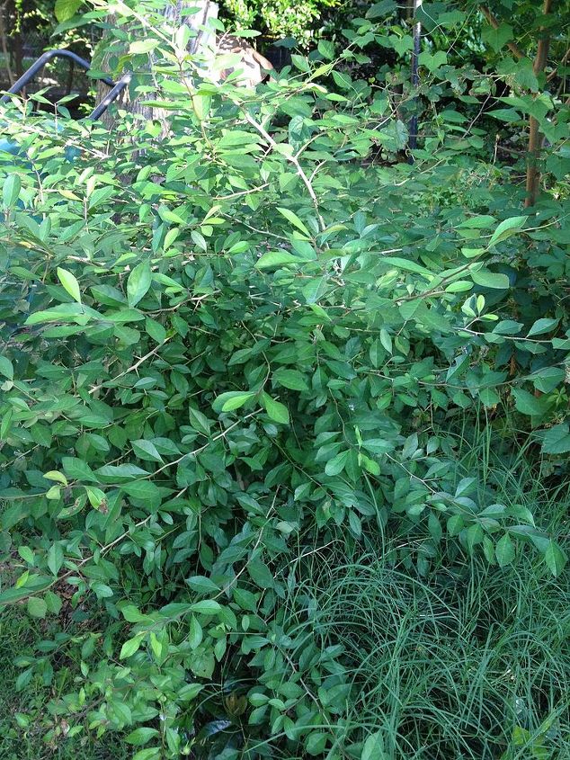 need help identifying this plant it s a shrub, gardening, It isn t deciduous if that helps