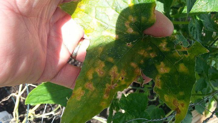 pepinos amarelos e alaranjados curtos ou redondos, Cuke YELOWING folhas e buracos isto o que todos eles come aram a parecer depois de algumas semanas dando alguns cukes