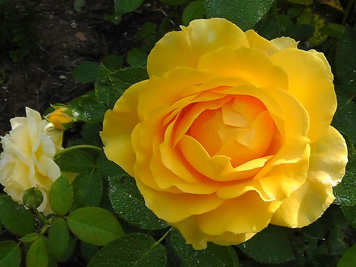 more about my hobby, flowers, gardening, I like this one too the color is bright like an egg yolk when the bloom is young but it gets lighter yellow as it matures