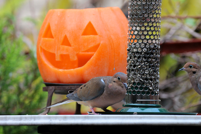 part 4 back story of tllg s rain or shine feeders, outdoor living, pets animals, Mourning Doves were the first responders to the peanut feeder when it was atop the table View One This image appeared in a post October 2012 on TLLG s Blogger Pages