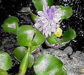 Keep the Garden Pond Clean With Snails