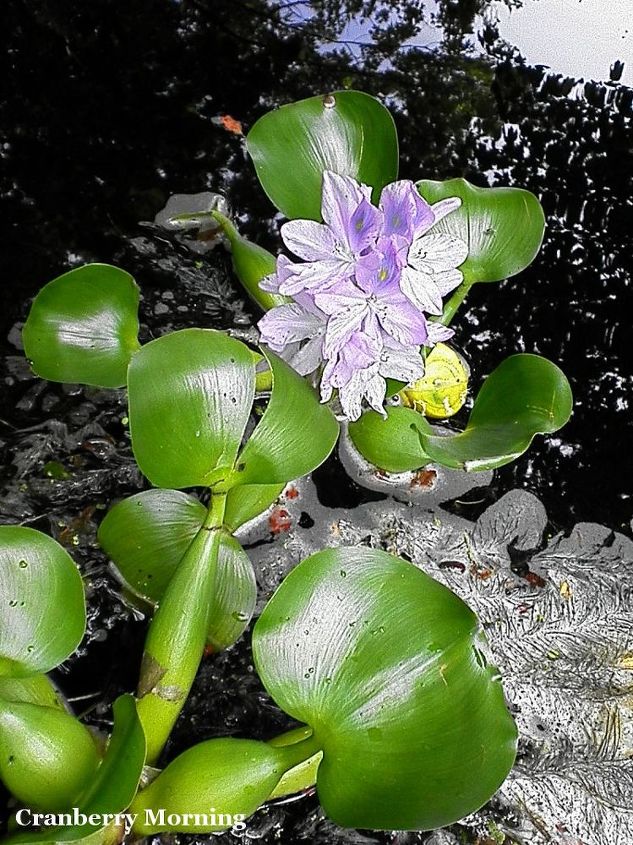 keep the garden pond clean with snails, outdoor living, ponds water features, Water hyacinth in our garden pond this one blooming You can see why it s called a hyacinth Together with the snails and other pond plants they keep the pond free of slimy algae all summer long
