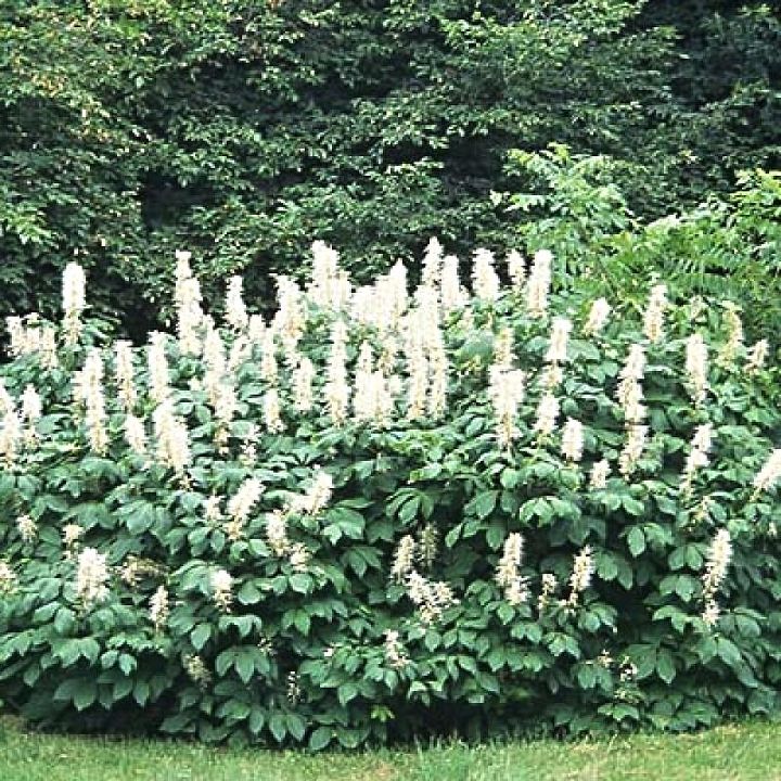 plant sourcing bottlebrush buckeye, gardening