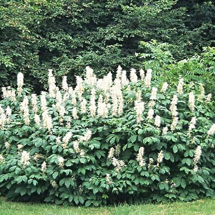 plant sourcing bottlebrush buckeye, gardening