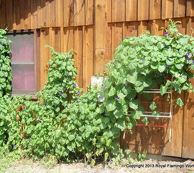 morning glory madness trellises, crafts, gardening, repurposing upcycling, Remember the drying rack screwed to the side of the house three weeks ago Look at it now