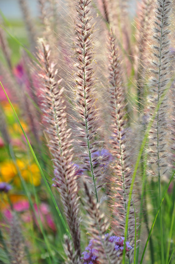great color for the late summer garden, flowers, gardening, Fountain Grass Pennisetum