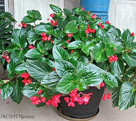 Cool Weather Has Reached Texas and I Can Garden Again!