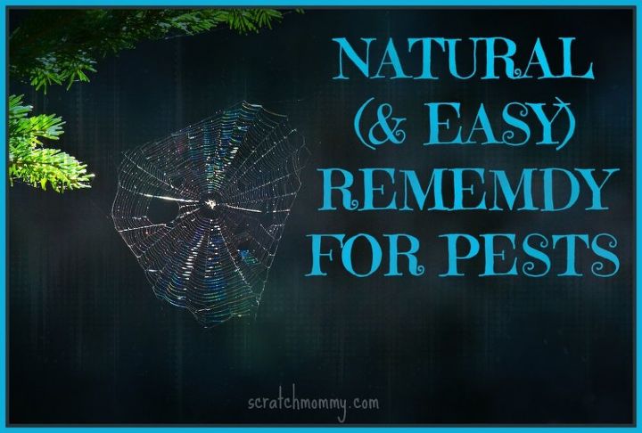 a natural easy remedy for pests, pest control