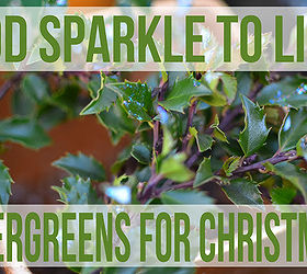putting glitter on live plants, gardening, seasonal holiday d cor, sparkle glitter Christmas evergreens garden gardening modpodge
