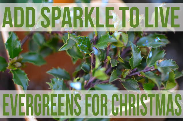 putting glitter on live plants, gardening, seasonal holiday d cor, sparkle glitter Christmas evergreens garden gardening modpodge