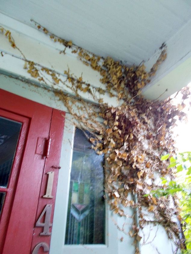 q how do i get ivy suckers off my siding, curb appeal