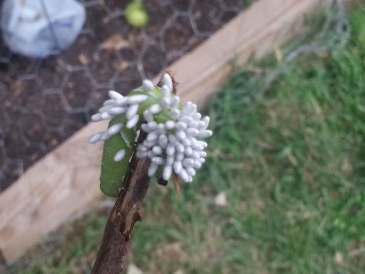 q what is hanging in this caterpillar, gardening, pets animals