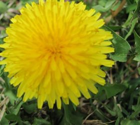 does anyone know where to buy dandelion flowers, I found one Now I just need about 100 more