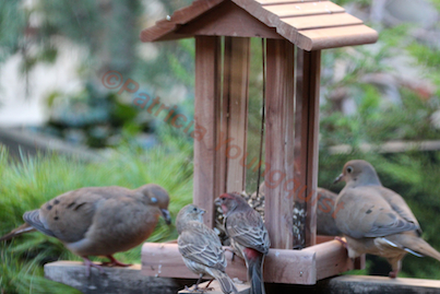 part 2 back story of tllg s rain or shine feeders, outdoor living, pets animals, Mourning Doves AND House Finches broke bread together at the FH Feeder once it was atop a pedestal in my garden View One INFO ON MOURNING DOVES