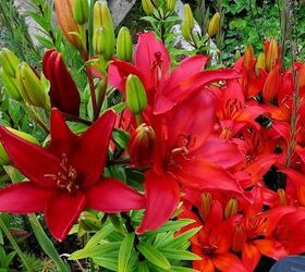 my spring garden, flowers, gardening, outdoor living, succulents, lilies