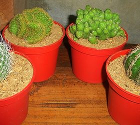 recycle used food cups and add river stones to make your cacti planters daintier, gardening, pretty cacti in their usual planters