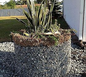 gabion planter from defunct clothes dryer, The completed planter