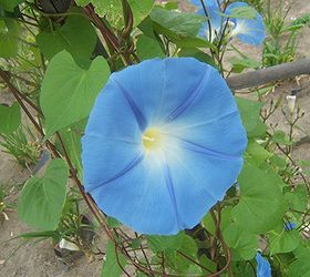plants to attract hummingbirds, container gardening, flowers, gardening, pets animals, Morning Glory vines are easy to grow and well visited