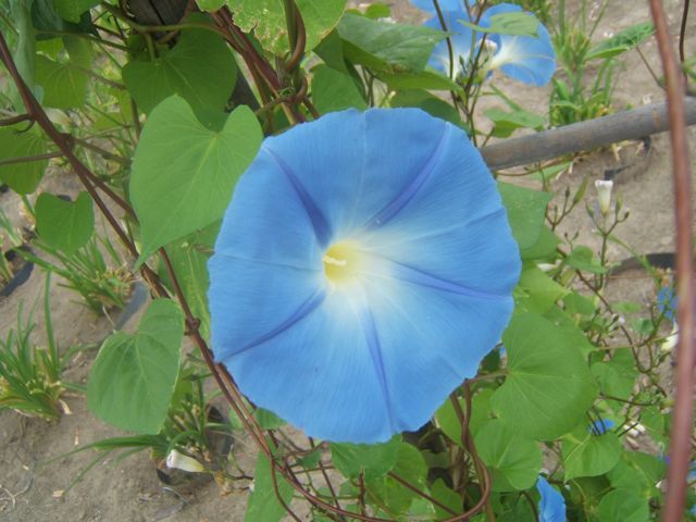 plants to attract hummingbirds, container gardening, flowers, gardening, pets animals, Morning Glory vines are easy to grow and well visited