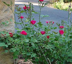 how to root roses lilacs and other semi hardwood cuttings, gardening, Voila A new rose to enjoy Patience is the name of the game rooting can take a few weeks or several months depending on conditions This rose is fast to bloom so blooms by the first year others may differ