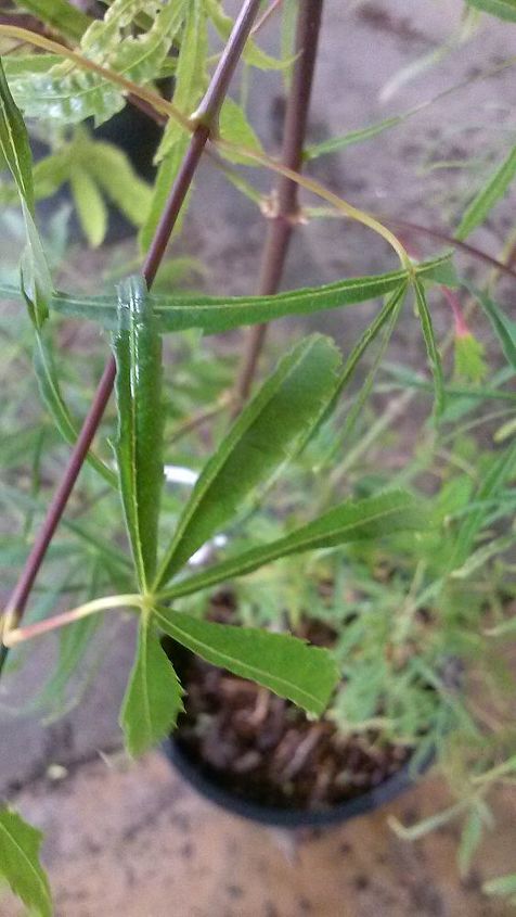 my love affair, Koto Moito